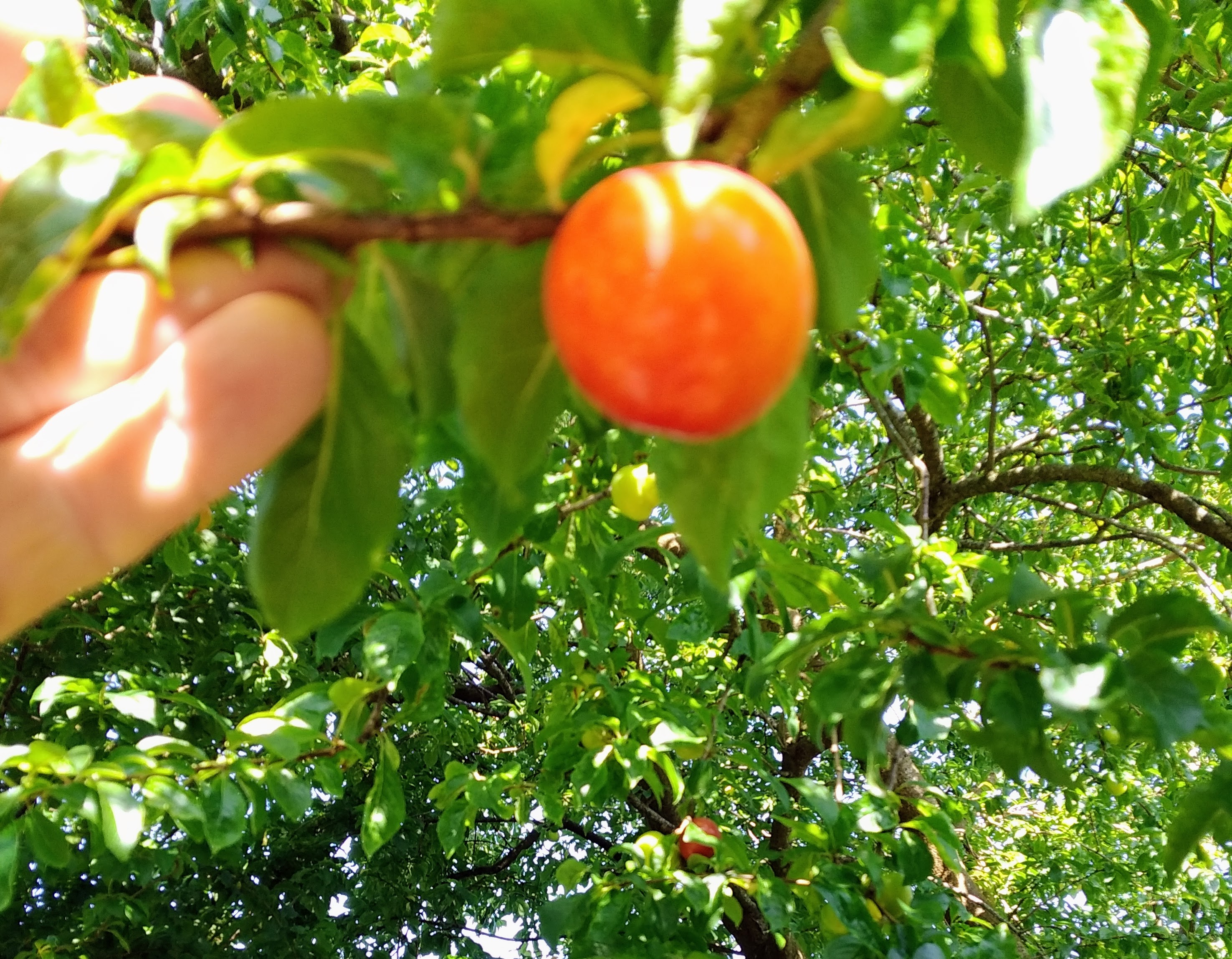 apricot